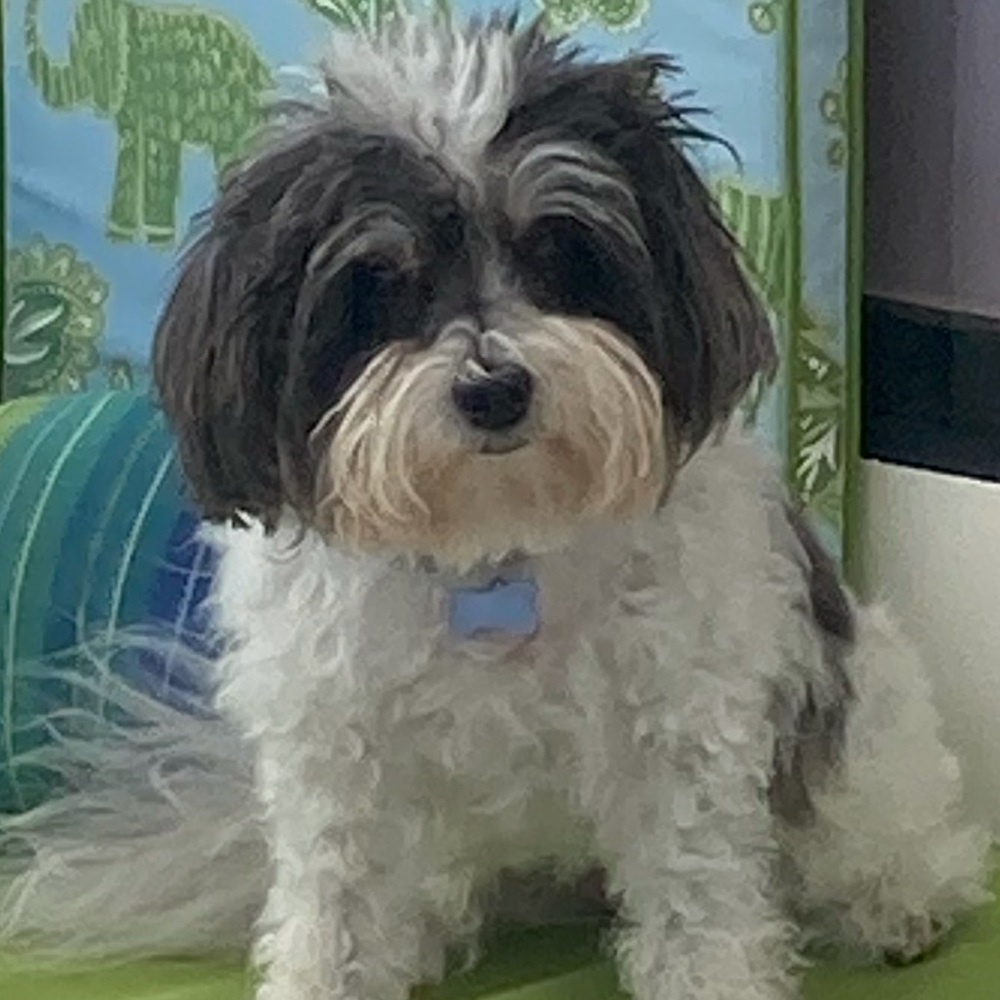 Meet your Posher, Shevaun